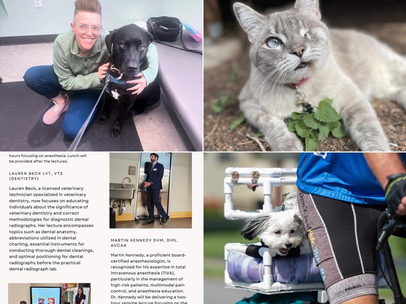 Apex Veterinary Specialists