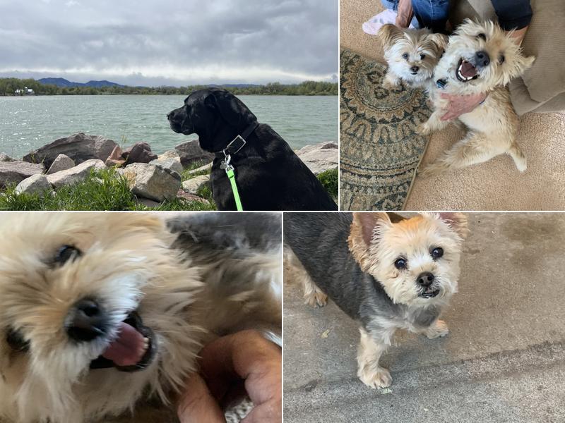 Pets & Pals Veterinary Hospital