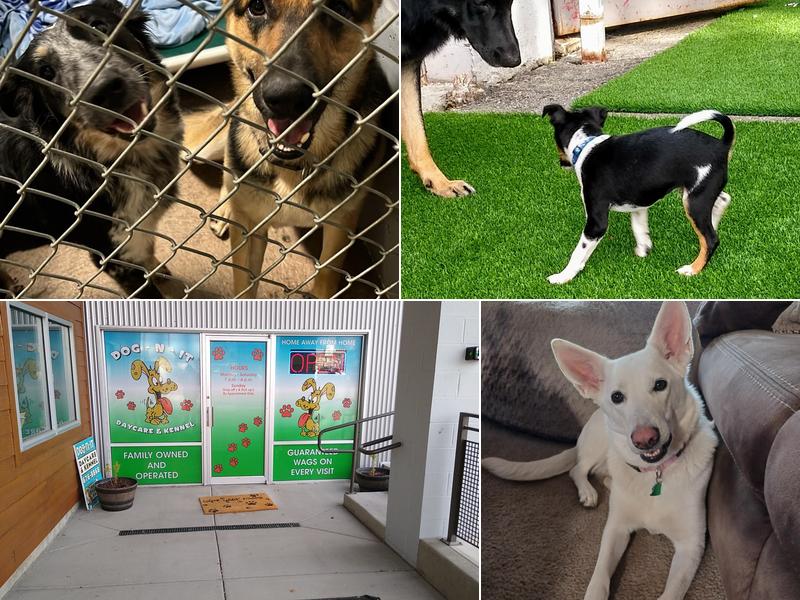 Dog.N.It Hotel and Daycare