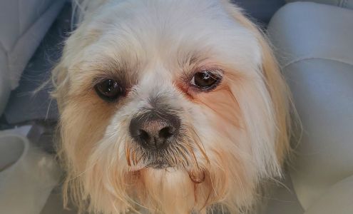 Happy Dogs Professional Grooming 333 N Ave C, Kuna Idaho 83634