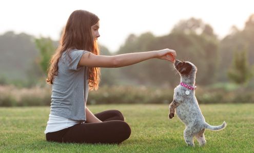 Torbel's Canine Connection