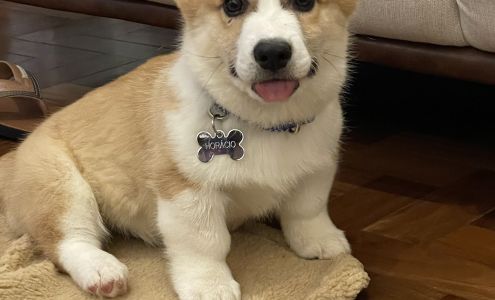 Claws-N-Paws Grooming