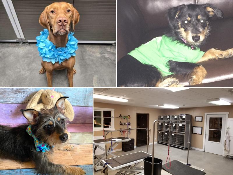 KC's Pet Grooming & Boarding