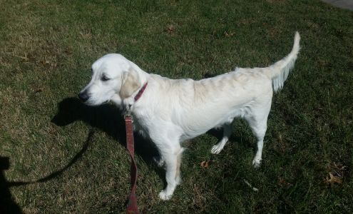 PAWSitive Pet Perfection - Carbondale