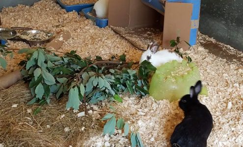 Critter Camp German Valley