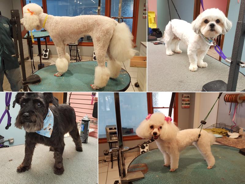 Terrific Pawz Grooming Salon Co.