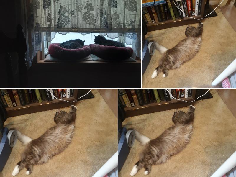 Doggydo's & Kitty's Too