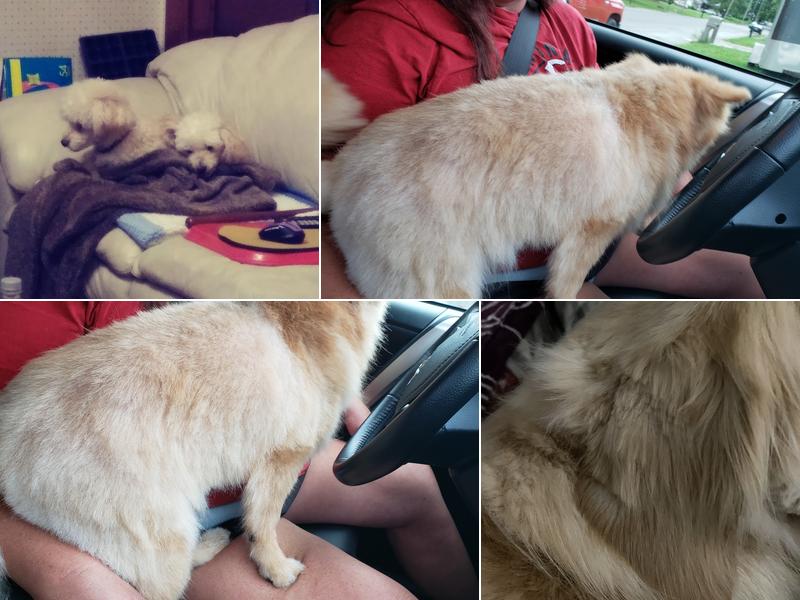 Uptown Hound Grooming Shop