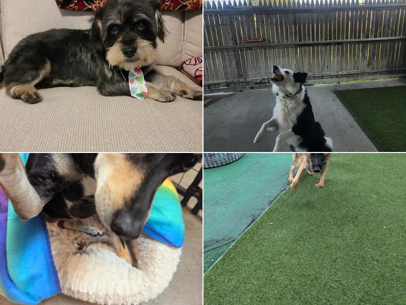 Unleashed Grooming, Daycare and Boarding