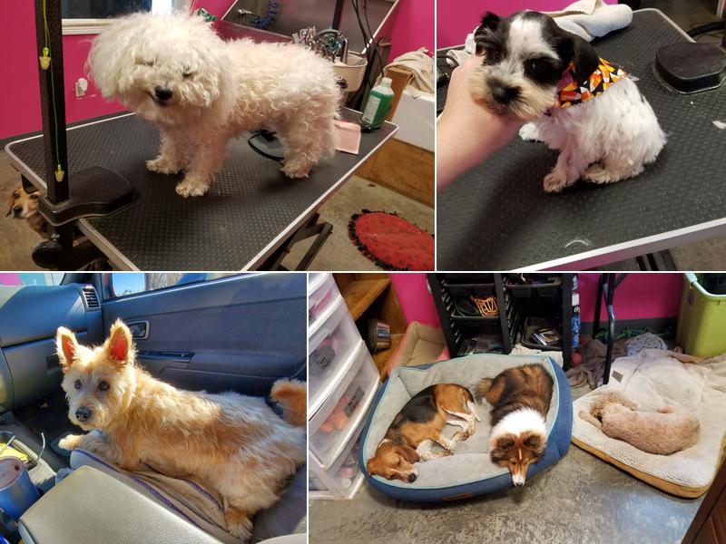 Bailey's Pampered Paws