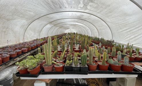 Rojas Succulents and Cacti