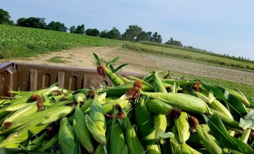 The Old Homestead Farm Ronks