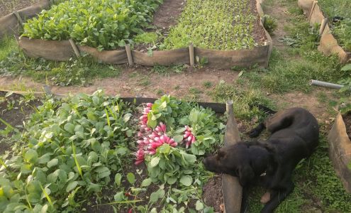 Rock Dove Farm West Jefferson