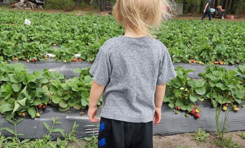 Ambrose Family Farm Wadmalaw Island