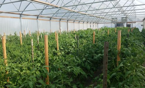 Schreiber & Sons Farm Eltopia