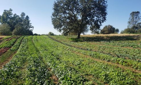 Natural Trading Co Organic Farm Newcastle