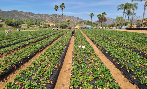 Kenny's Strawberry Farm