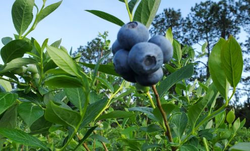 Miller Blueberry Interlachen