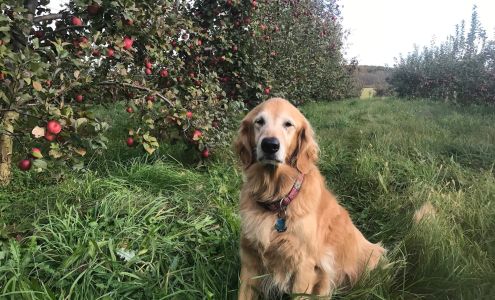 Brown's Orchard and Cider Company McDonald