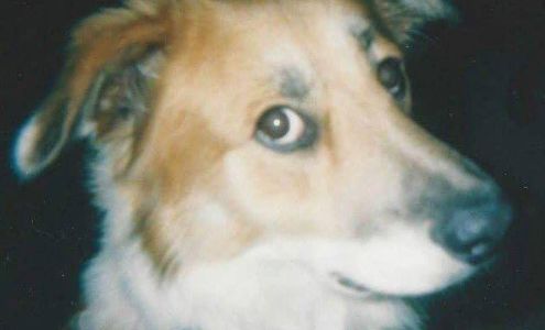 Steve Brewer Computer Consultants