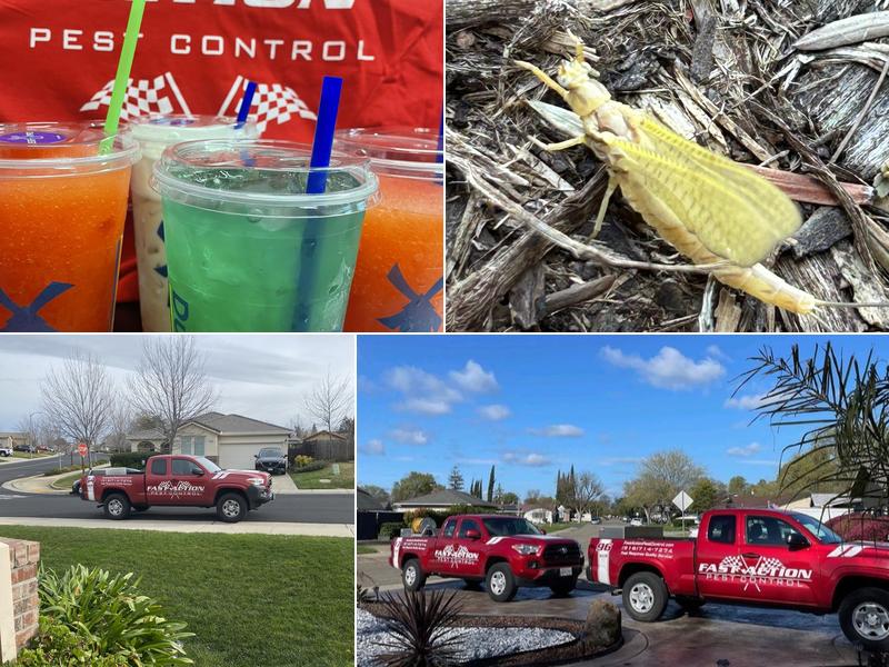 Fast Action Pest Control