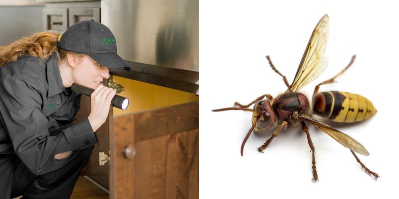 Western Exterminator