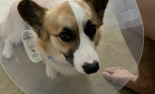 Aurora Animal Hospital Fairbanks