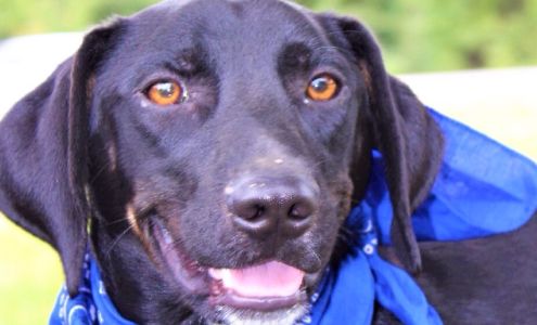 Humane Society of Independence County