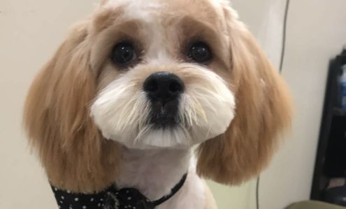 Fancy Pet Salon