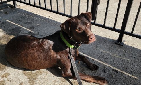 All About Dog Obedience Newcastle