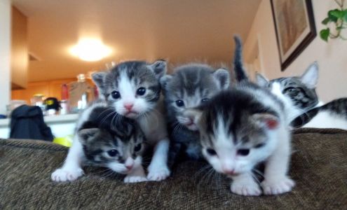 Pet Assistance Foundation