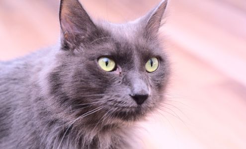 We Care Animal Rescue