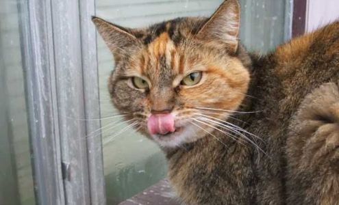 Humane Society of Del Norte