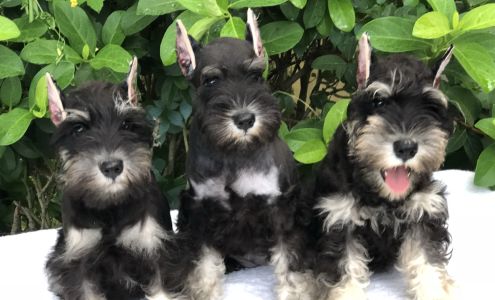 Reberstein's Miniature Schnauzers
