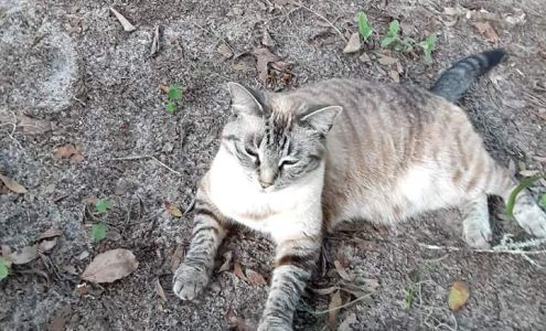 SPCA of Hernando County