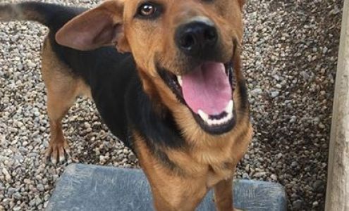 Mountain Shelter Humane Society