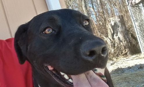 Clay County Humane Society