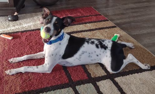 Heart of Jackson Humane Society