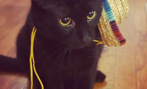 Humane Society of Greene County