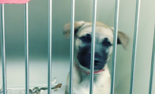 McKinley County Humane Society