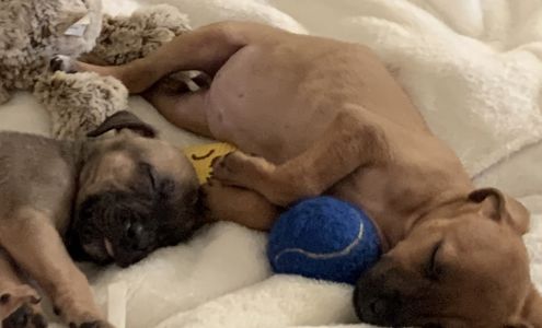 Hollywood Dog Rescue