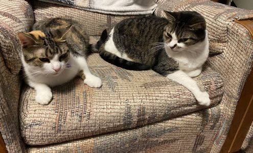 Dessin Animal Shelter