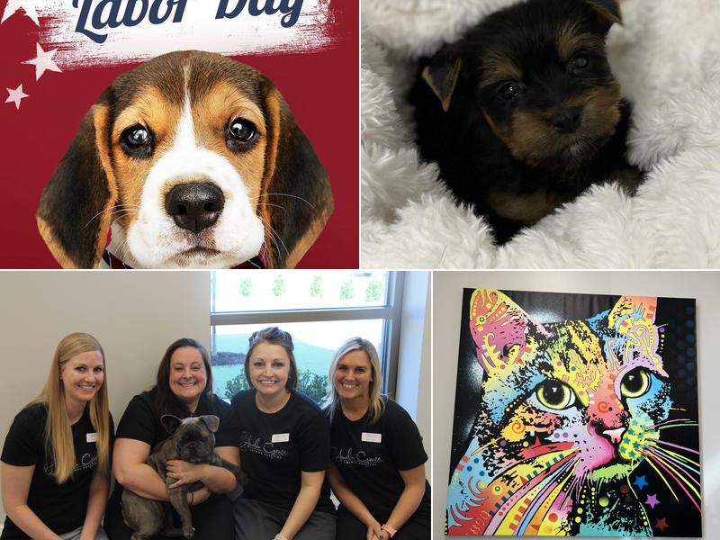 Amelia Grace Animal Hospital