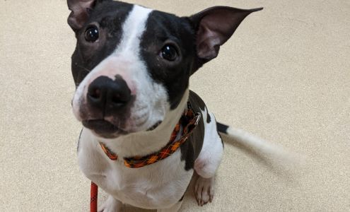 Burke County Friends for Animals