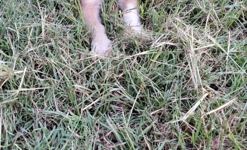 Paris Animal Shelter