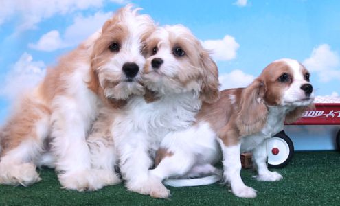 Martin?s Double E Kennel Millmont