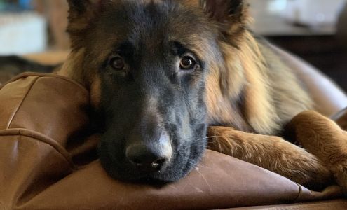 Elite German Shepherds