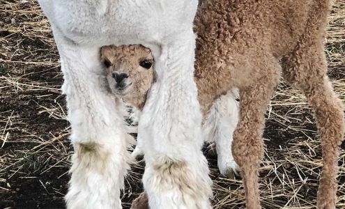 Blue Moon Ranch Kamas