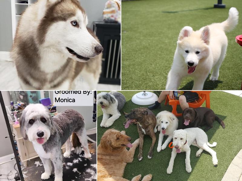 Sitting Pretty Grooming and Training