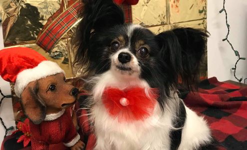 All Fur Pet Grooming LLC 36080 Goodwin Dr, Locust Grove Virginia 22508